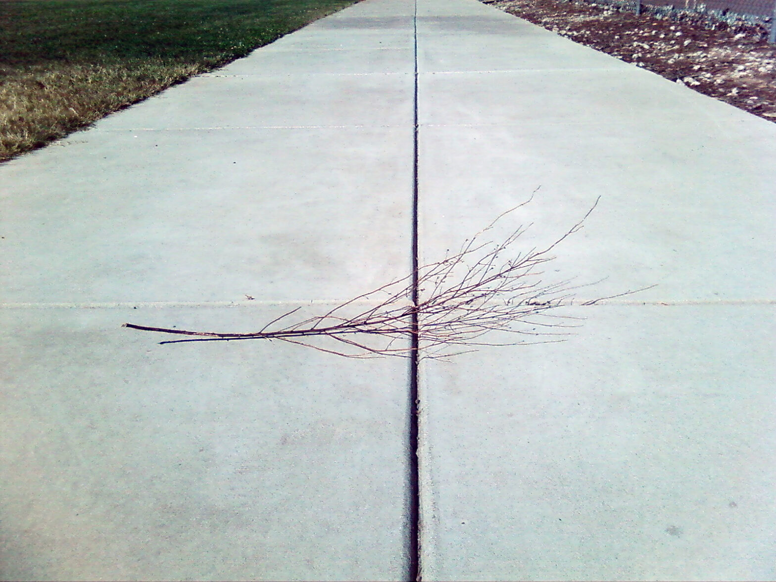 Withered